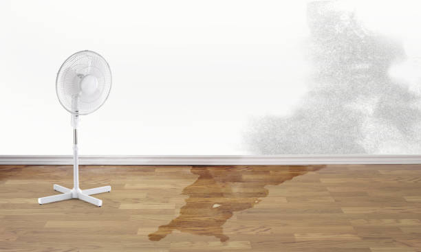 Best Basement water damage restoration  in Lansing, MI