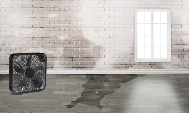 Best Professional water damage repair  in Lansing, MI